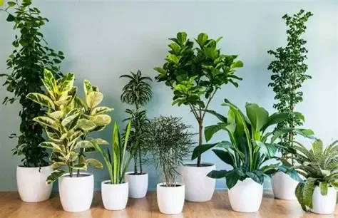بهترین گیاهان آپارتمانی برای داشتن هوای سالم‌تر در خانه