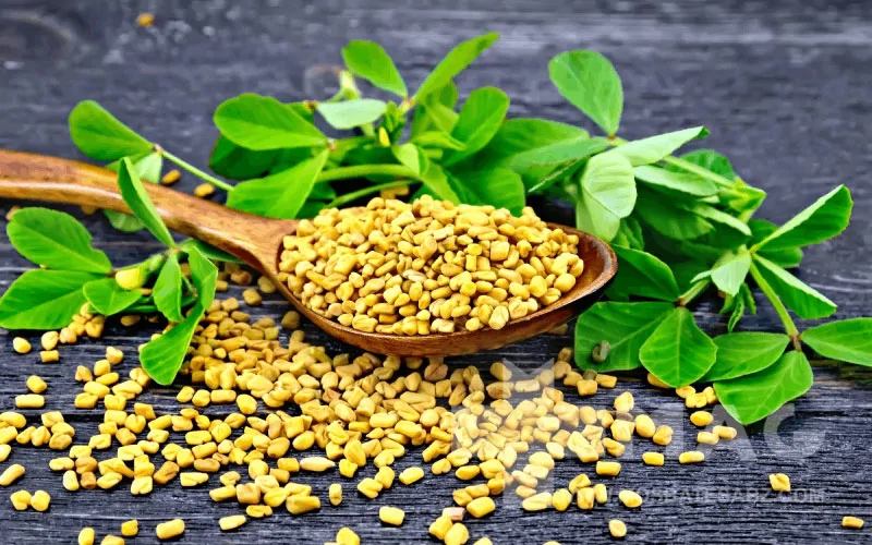 خواص بذر شنبلیله