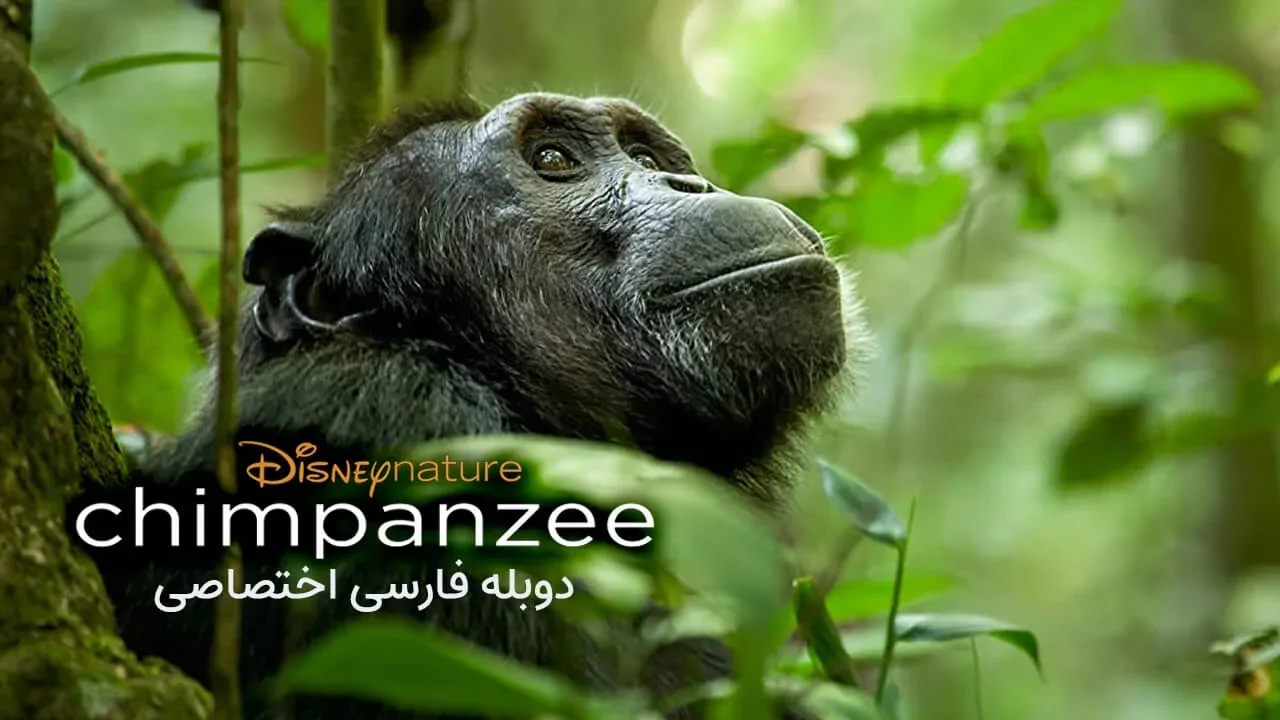 شامپانزه