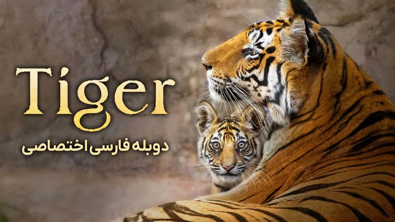 ببر